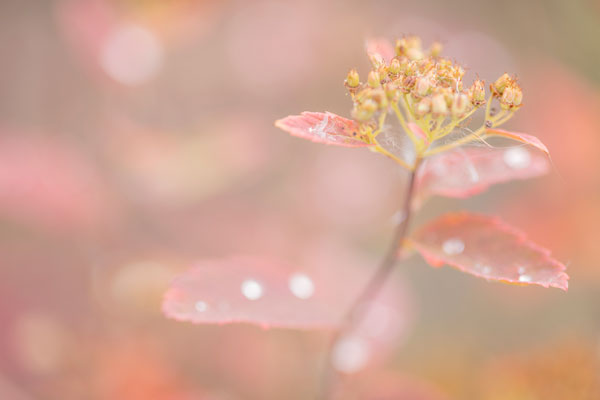 Arctic Fall Colors
