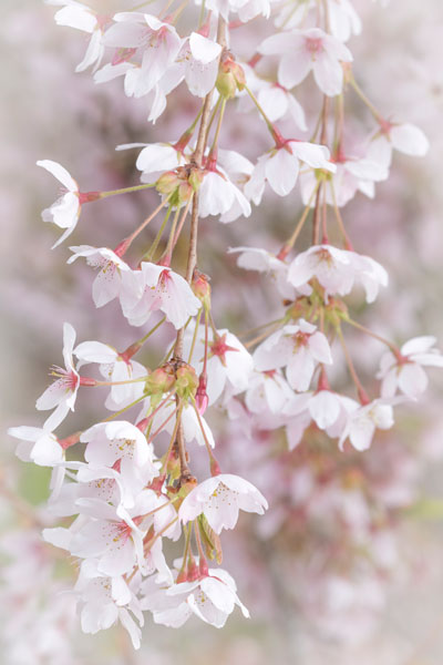Soft Cherry Blossoms I