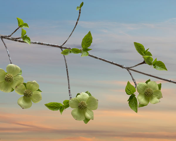 Dogwood at Sunset I