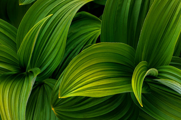 False Hellebore I
