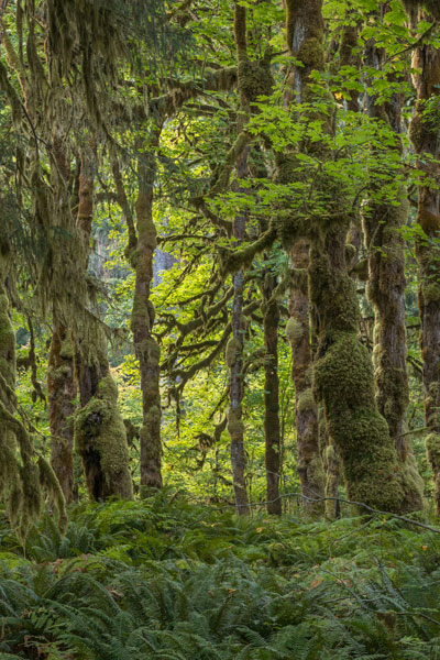Quinault Rainforest I