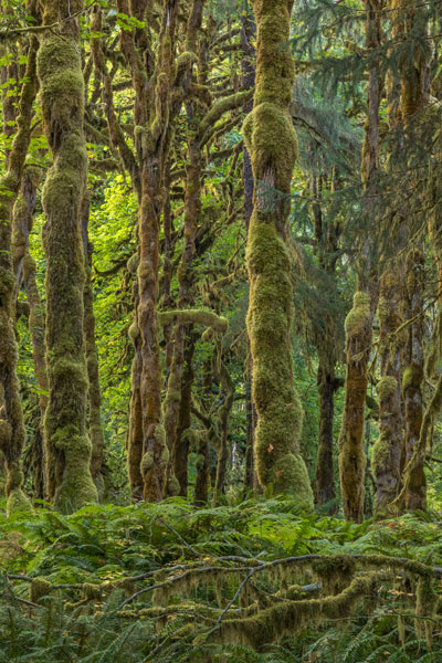 Quinault Rainforest II