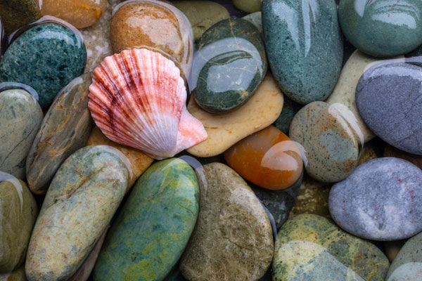 Scallop Shell & Beach Rock