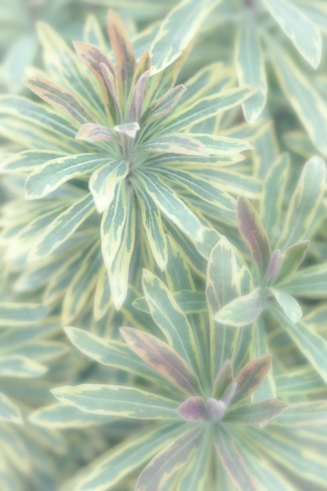 Euphorbia II