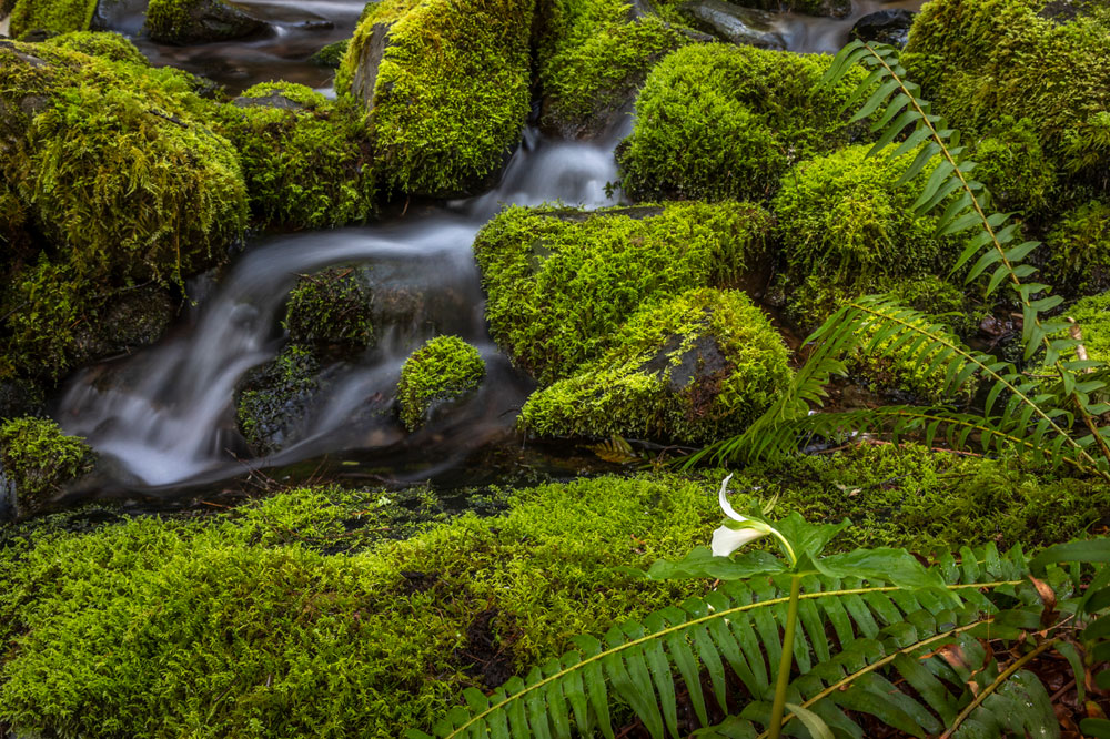 Cedar Creek Detail II