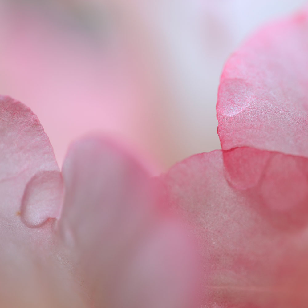 Rhododendron Blossom II