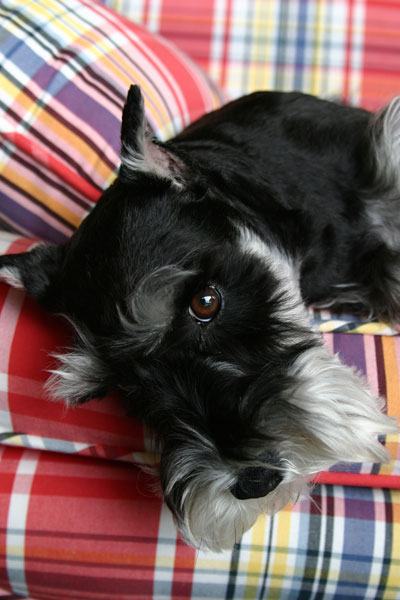 Schnauzer
