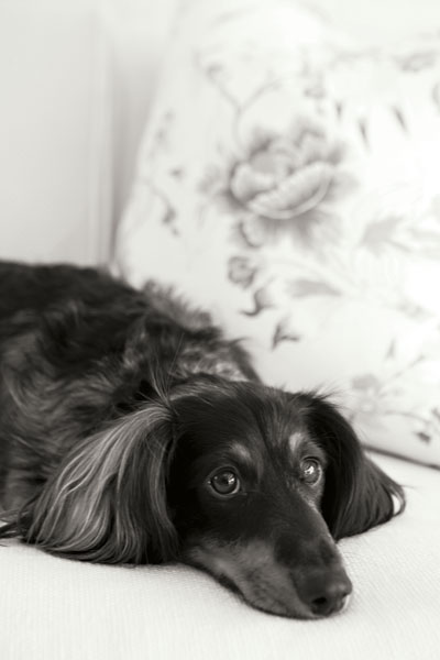 Dachshund Black and White
