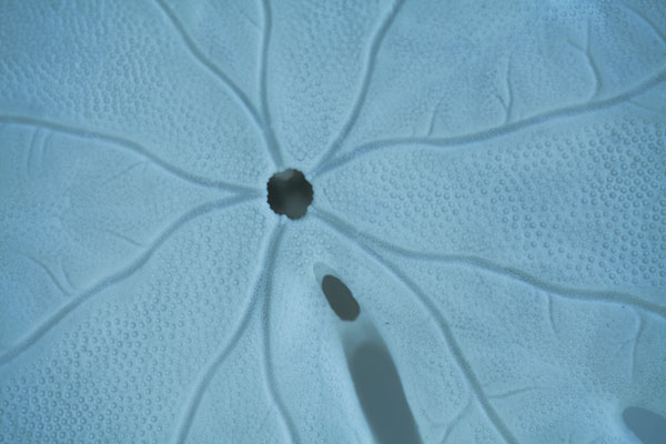 Sand Dollar II