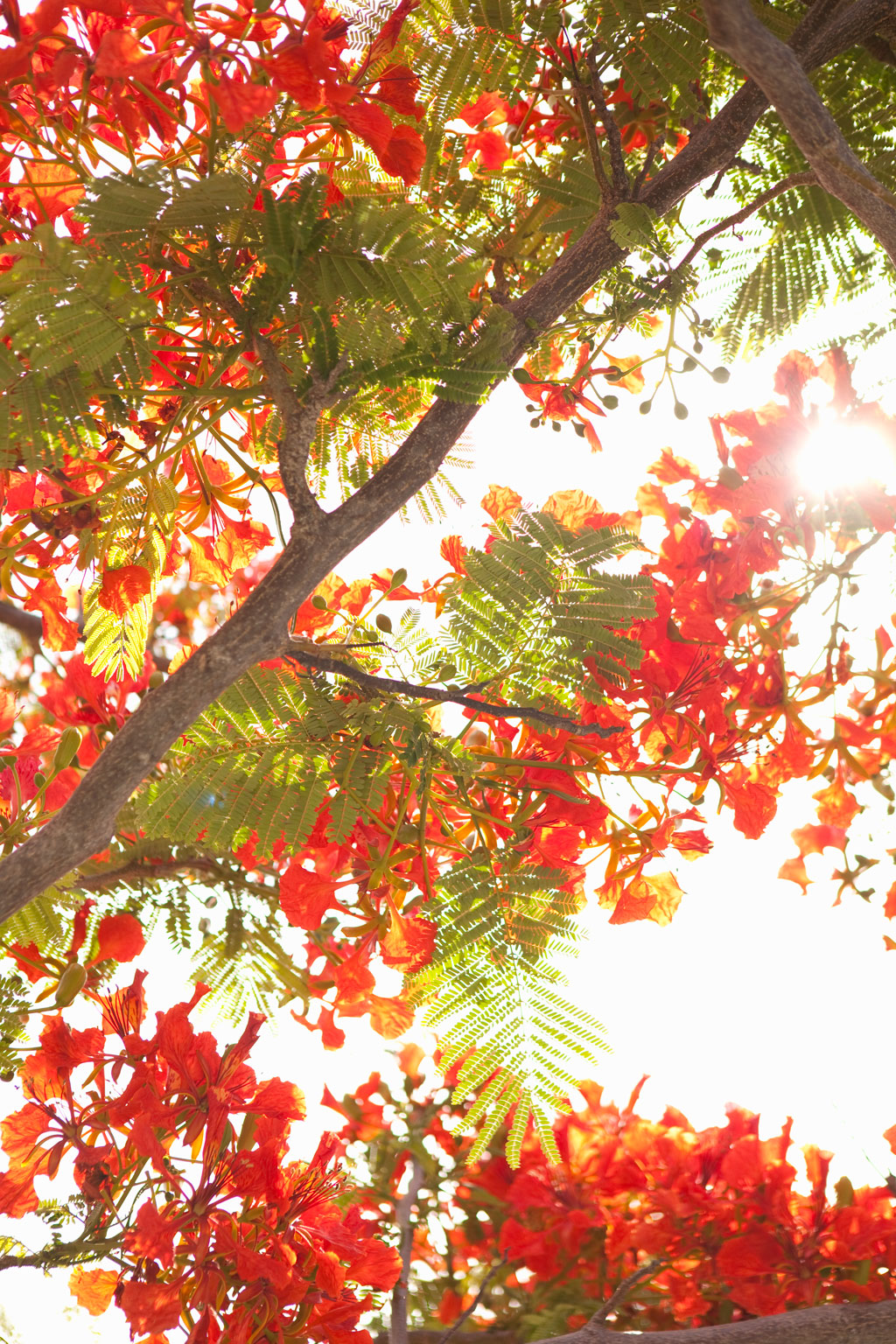 In the Trees II