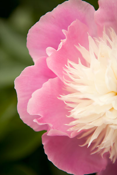 Pink & White Peony II