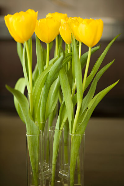 Yellow Tulips