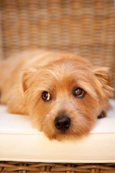 A Dog's Life VI