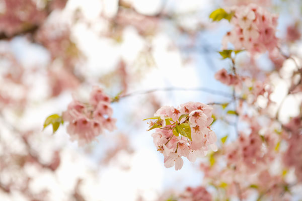 In Bloom XVI