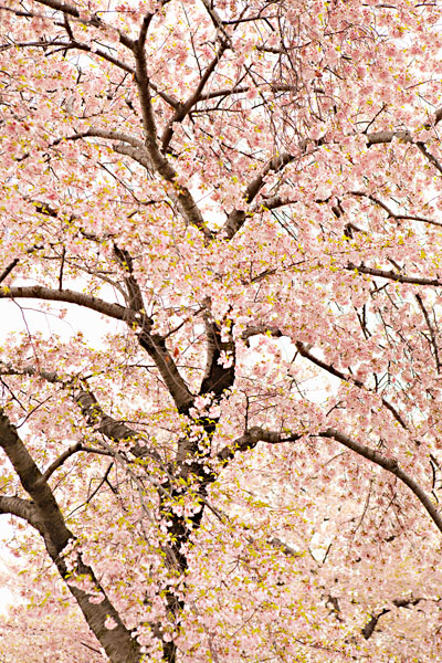 In Bloom XXII