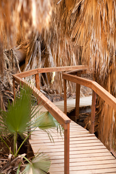 Palm Pathway II