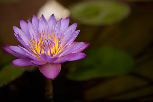Macro Bloom VI