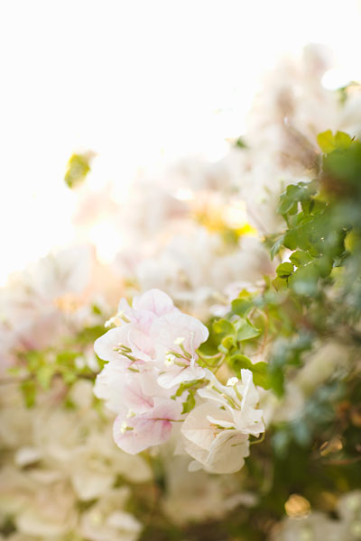 White Flowers IV