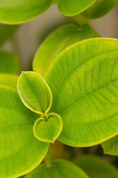Tropical Leaves I