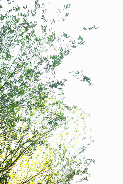Trees I