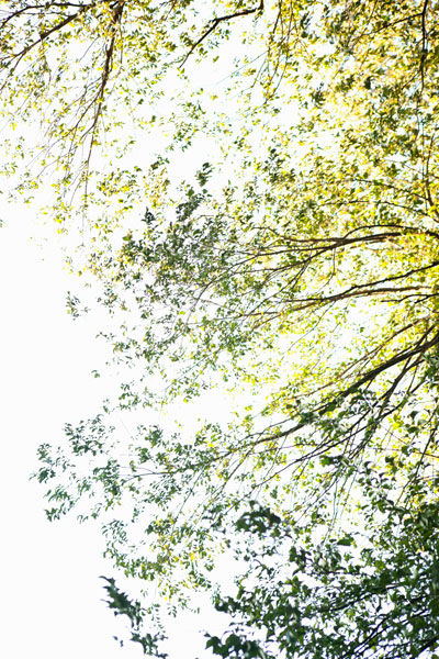 Trees II