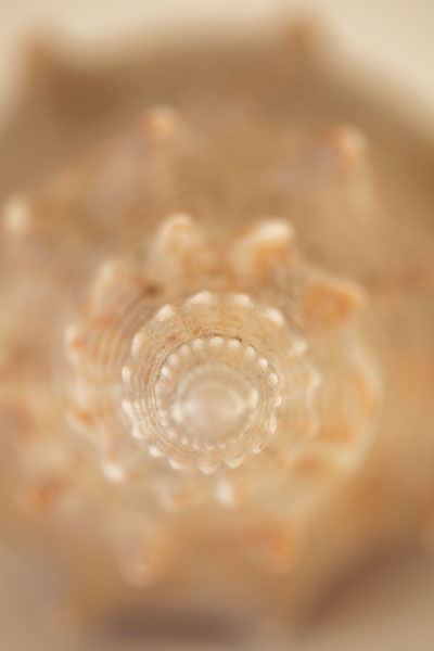Sea Shell V
