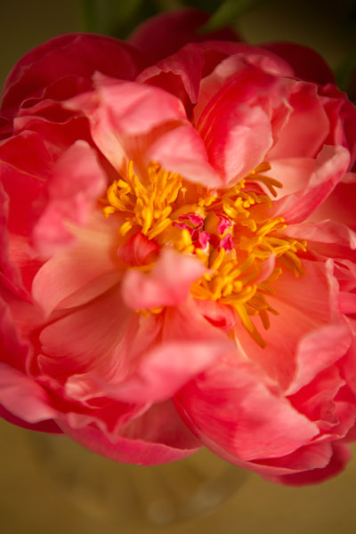 Coral Peony