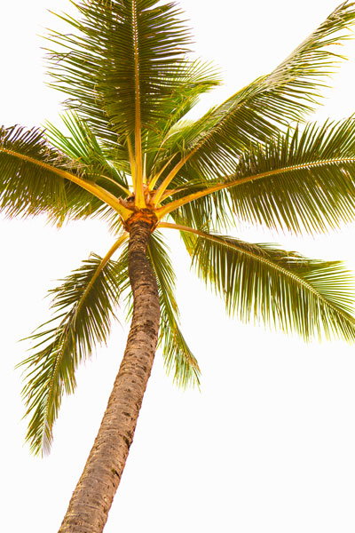 Below the Palms V
