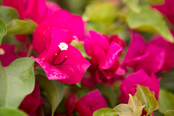 Magenta Bougainvillea II