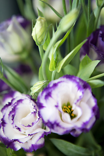 Purple Tipped Floral I