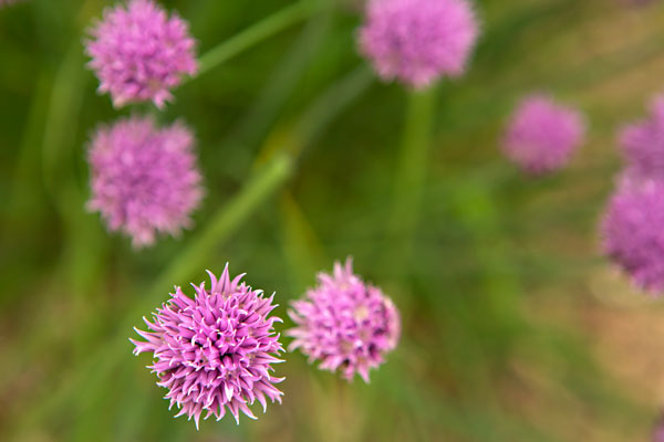 Purple Flower Ball II