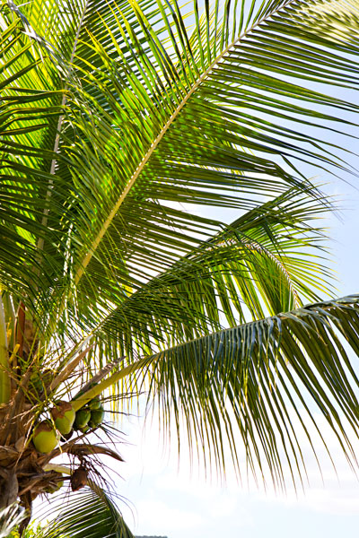 Tropical Coconut Tree