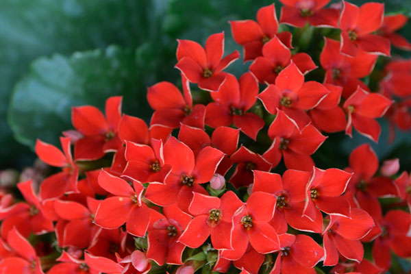 Red Flowers