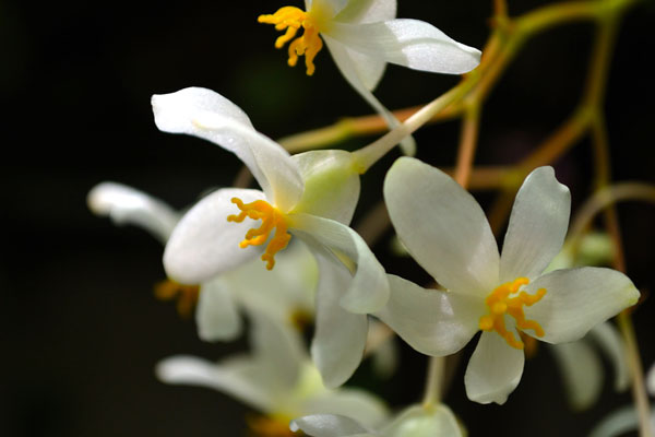 White Orchids II