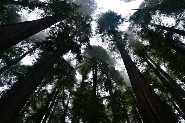 Redwoods I