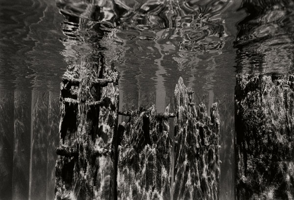 Pier Pilings 2