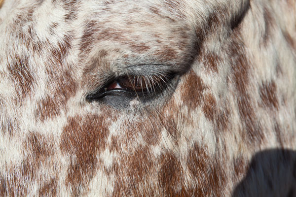 Horse Up Close I