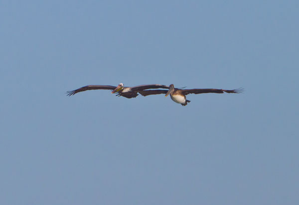 Pelicans in Flight I
