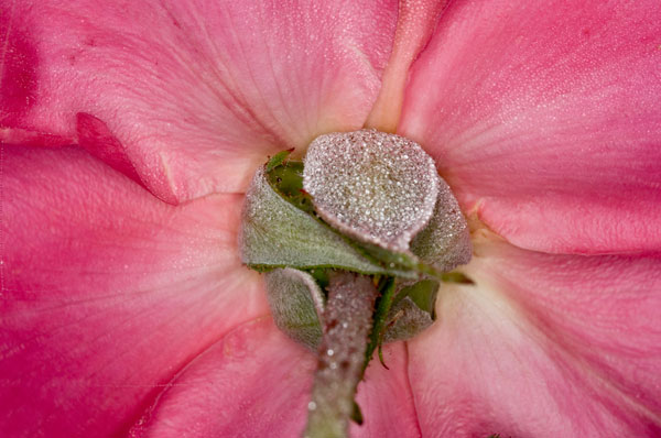 Rose Up Close I