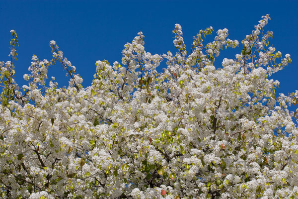 Tree Blossoms II