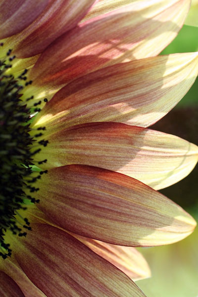 Sunflower IV
