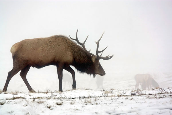 Elk IV