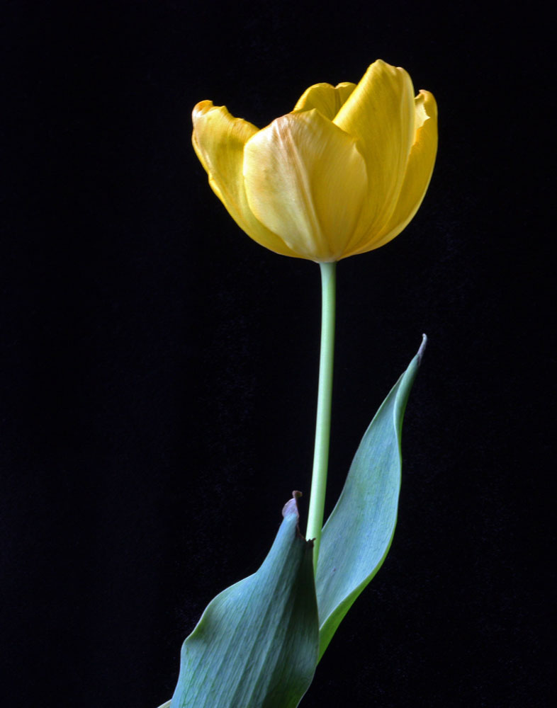 Single Tulip