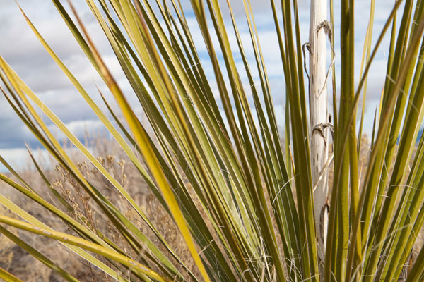 Century Plant I