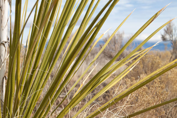 Century Plant II