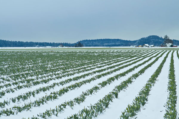 Snowy Daffodils II