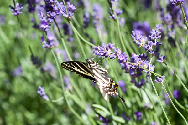 Lavender & Butterfly I
