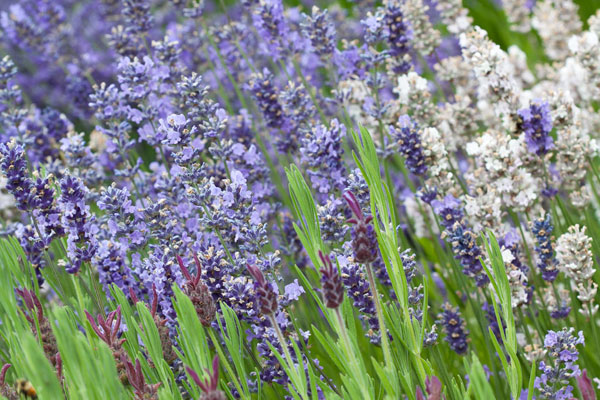Lavender Sway II