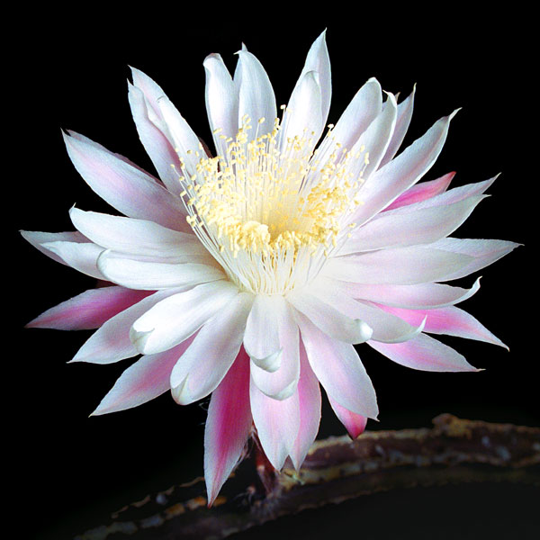 Queen of the Night I