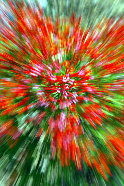 Firecracker Bush